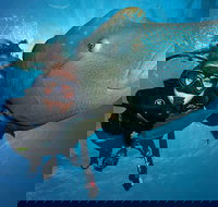 Great Barrier Reef Snorkeling and Diving Cruise from Cairns - Accommodation Perth