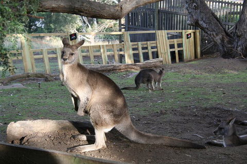 Mt. Wellington, Bonorong And Richmond Day Tour From Hobart - Accommodation Perth 2