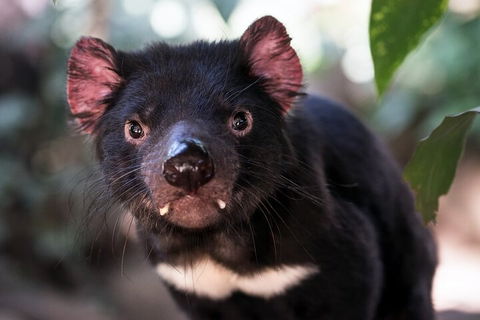 Mt. Wellington, Bonorong And Richmond Day Tour From Hobart - Accommodation Perth 3