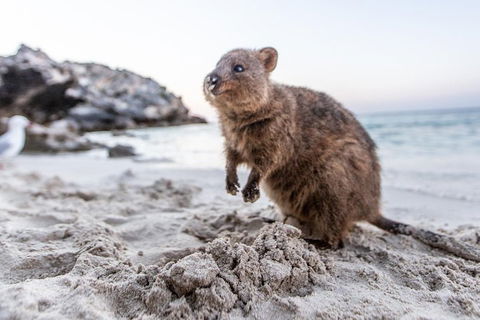 Fremantle To Rottnest Island Roundtrip Ferry Ticket - Accommodation Perth 1