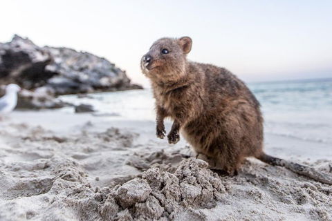 Rottnest Island All-Inclusive Grand Island Tour From Fremantle - Accommodation Perth 2
