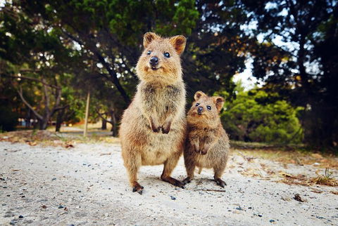 Rottnest Island All-Inclusive Grand Island Tour From Fremantle - Accommodation Perth 5