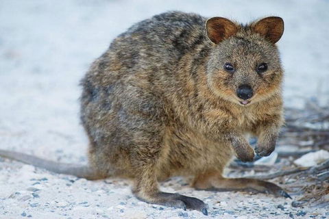 Perth To Rottnest Island Roundtrip Ferry Ticket - Accommodation Perth 3