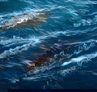 Sydney Whale-Watching Cruise - Accommodation Perth