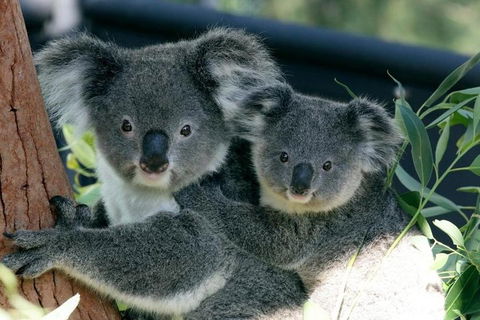 Sydney Harbour Ferry With Taronga Zoo Entry Ticket - Accommodation Perth 3