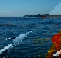 Mornington Peninsula Kayak Coastline Tour of Dolphin Sanctuary - Accommodation Perth