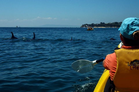 Mornington Peninsula Kayak Coastline Tour Of Dolphin Sanctuary - Accommodation Perth 0