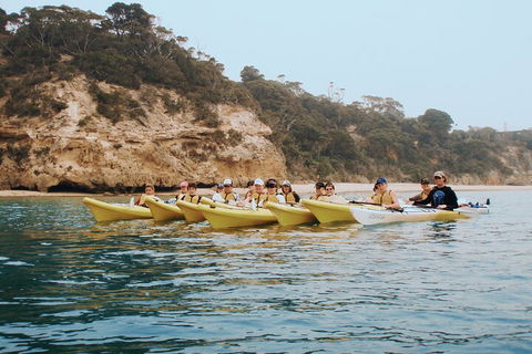 Mornington Peninsula Kayak Coastline Tour Of Dolphin Sanctuary - Accommodation Perth 4