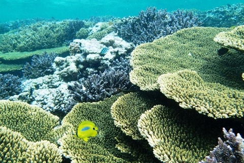 Abrolhos Islands Scenic Flight & Snorkel Adventure From Perth - Accommodation Perth 4