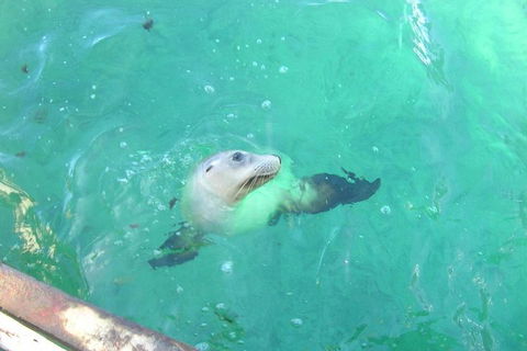 Abrolhos Islands Scenic Flight & Snorkel Adventure From Perth - Accommodation Perth 5