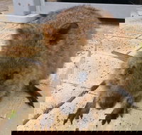Wave Rock Pinnacles and Rottnest One Day Aeroplane Tour - Accommodation Perth