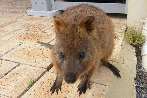 Wave Rock, Pinnacles And Rottnest One Day Aeroplane Tour - Accommodation Perth 0