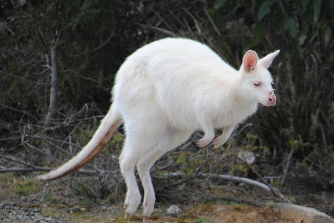 Small-Group Day Trip From Hobart To Bruny Island - Accommodation Perth 2