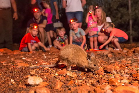 Alice Springs Desert Park Nocturnal Tour - Accommodation Perth 1