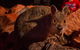Alice Springs Desert Park Nocturnal Tour - thumb 3