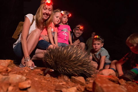 Alice Springs Desert Park Nocturnal Tour - Accommodation Perth 5