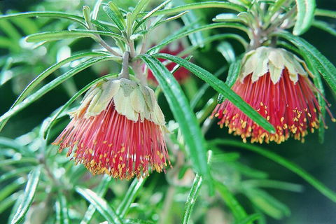 Full-Day Pinnacles Desert And Yanchep National Park Tour From Perth - Accommodation Perth 1