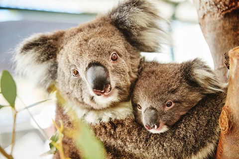 Full-Day Pinnacles Desert And Yanchep National Park Tour From Perth - Accommodation Perth 5