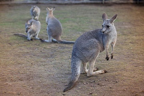 Private Tour: Blue Mountains Day Trip From Sydney - Accommodation Perth 2