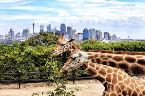 Go City | Sydney Explorer Pass With 20+ Attractions And Tours - Accommodation Perth 2