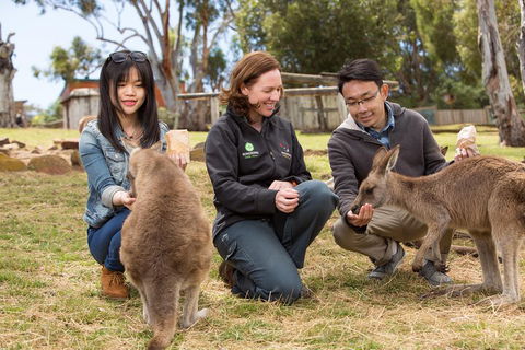 Bonorong Wildlife Park And Richmond Afternoon Tour From Hobart - Accommodation Perth 1
