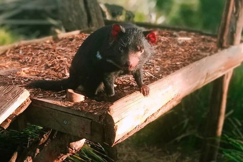 Bonorong Wildlife Park And Richmond Afternoon Tour From Hobart - Accommodation Perth 4
