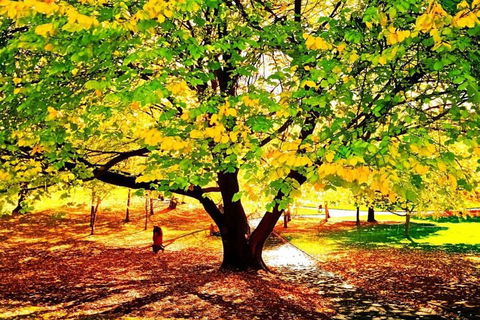 Hobart Half-Day Sightseeing Coach Tram Tour - Accommodation Perth 3