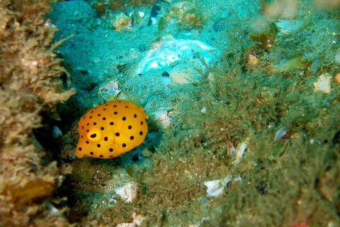 Wave Break Island Scuba Diving On The Gold Coast - Accommodation Perth 3