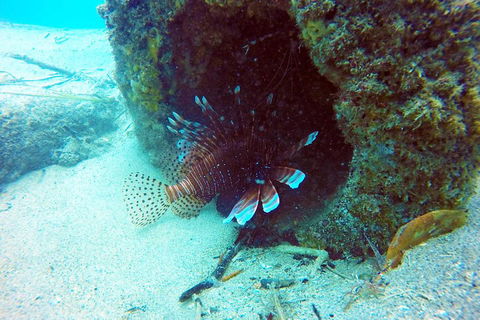 Wave Break Island Scuba Diving On The Gold Coast - Accommodation Perth 5
