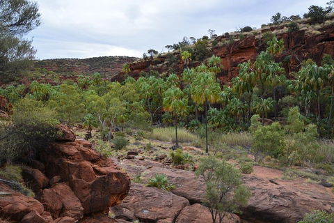 Palm Valley And Hermannsburg 1 Day 4WD Tour - Accommodation Perth 4