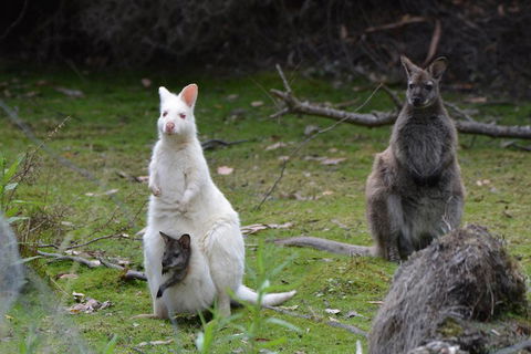 Full-Day Guided Bruny Island Tour From Hobart - Accommodation Perth 0