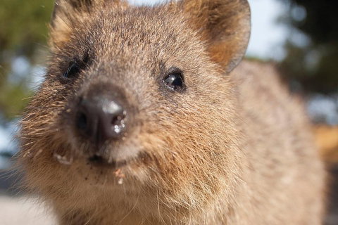 Seaplane Flights Perth To Rottnest Island And Return - Perth Resorts 2