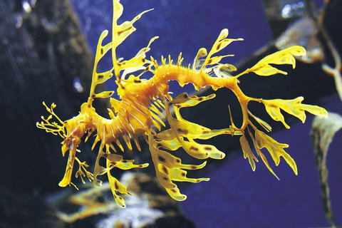 SEA LIFE Melbourne Aquarium Admission Ticket - Accommodation Perth 0
