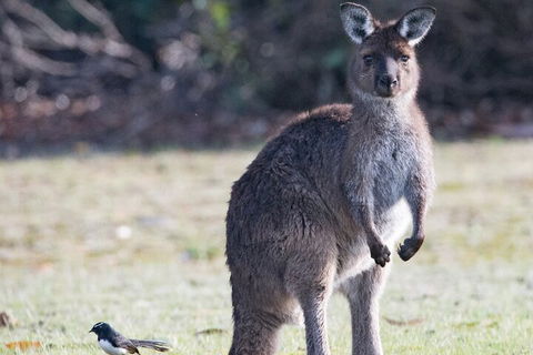 Kangaroo Island Luxury Small Group 'Island Life' Full Day Tour - Accommodation Perth 2