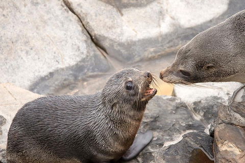 Kangaroo Island Luxury Small Group 'Flinders Chase Focus' Full Day Tour - Accommodation Perth 2