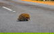 Kangaroo Island Luxury Small Group 'Flinders Chase Focus' Full Day Tour - thumb 3