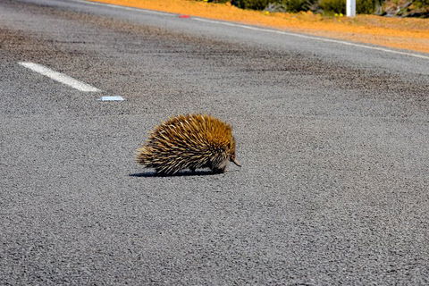 Kangaroo Island Luxury Small Group 'Flinders Chase Focus' Full Day Tour - Accommodation Perth 3