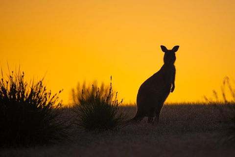 Kangaroo Island Luxury Small Group 'Flinders Chase Focus' Full Day Tour - Accommodation Perth 5