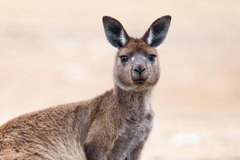 Kangaroo Island Luxury Small Group 'East End Explorer' Full Day Tour - Accommodation Perth 1