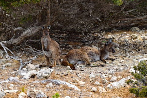 Kangaroo Island Luxury Small Group 'East End Explorer' Full Day Tour - Accommodation Perth 4