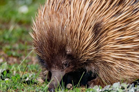 Kangaroo Island Luxury Small Group 'East End Explorer' Full Day Tour - Accommodation Perth 5