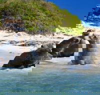 Dolphin Penguin and Sea Lion Cruise - Accommodation Perth