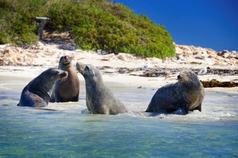 Dolphin, Penguin And Sea Lion Cruise - Accommodation Perth 0