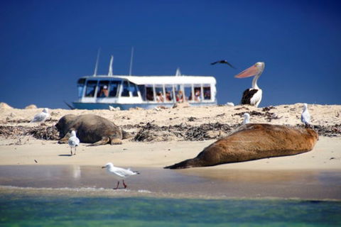 Dolphin, Penguin And Sea Lion Cruise - Accommodation Perth 1