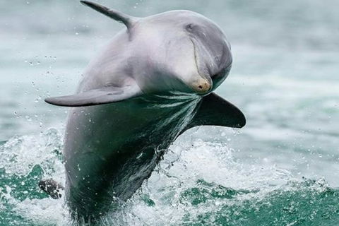 Dolphin, Penguin And Sea Lion Cruise - Accommodation Perth 2