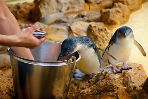 Dolphin, Penguin And Sea Lion Cruise - Accommodation Perth 3
