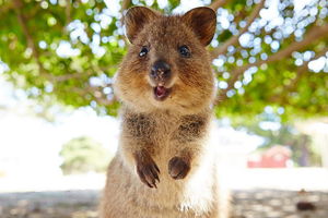 Discover Rottnest with Ferry & Bus Tour from Perth or Fremantle