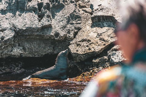 Adventure Rottnest Tour With Ferry & Adventure Cruise From Perth Or Fremantle - Accommodation Perth 1