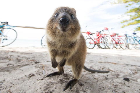 Rottnest Island Round-Trip Ferry From Perth Or Fremantle - Accommodation Perth 3