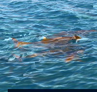 Roebuck Bay Snubfin Dolphin Cruise - Accommodation Perth